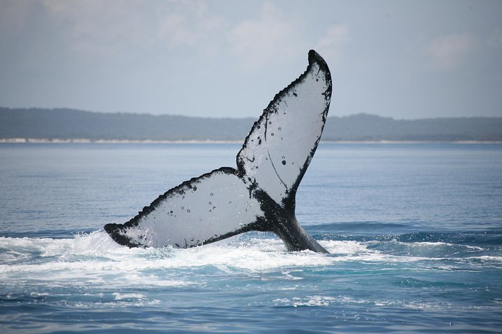 Hervey Bay Whale Watching Cruise - Accommodation Gold Coast